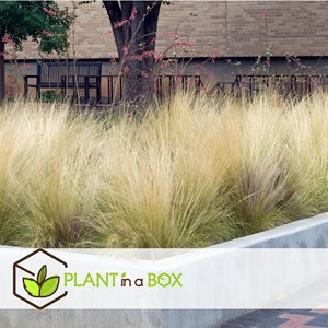 Stipa ponytail grass - 3