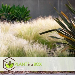 Stipa ponytail grass - 3