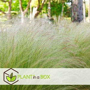 Stipa ponytail grass - 3