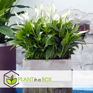 Spathiphyllum piece lily - 6