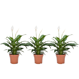 Spathiphyllum piece lily - 3