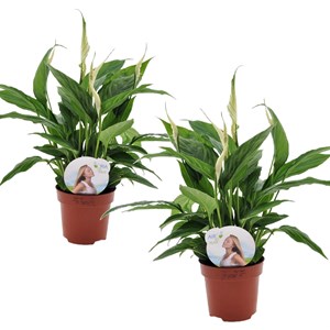Spathiphyllum piece lily - 2