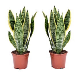 Sansevieria laurentii - 2