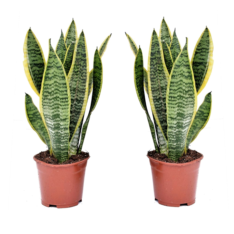 Sansevieria laurentii - 2