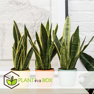 Sansevieria laurentii - 2