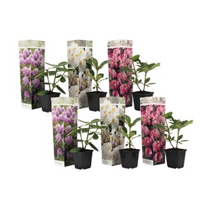 Rhododendron - 6