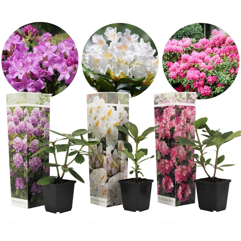 Rhododendron - 3