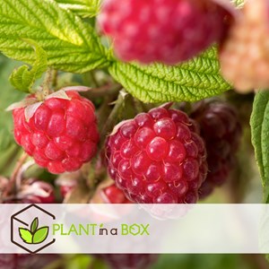 Framboisier rubus ideaus - 6