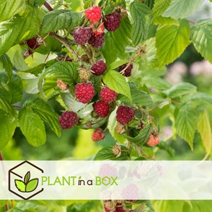 Framboisier rubus ideaus - 6