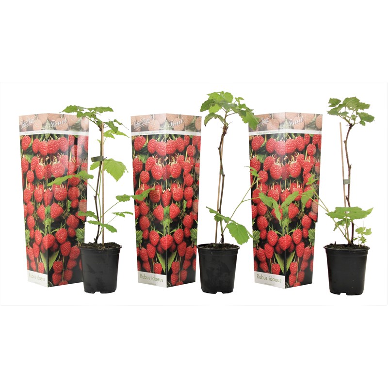 Framboisier rubus ideaus - 3
