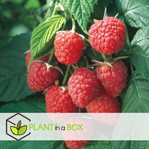 Framboisier rubus ideaus - 3
