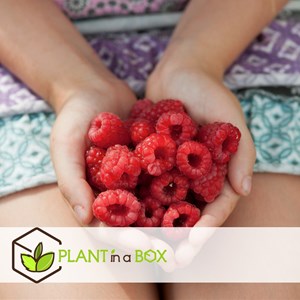 Framboisier rubus ideaus - 3