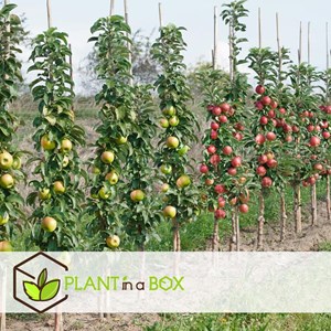 Arbre fruitier à piliers - 8