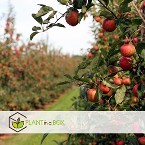 Arbre fruitier à piliers - 8