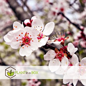 Arbre fruitier à piliers - 8