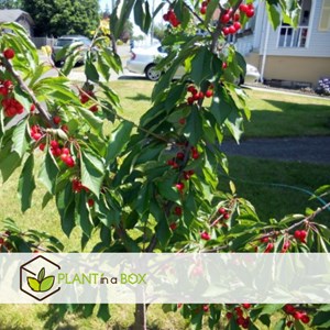 Arbre fruitier à piliers - 4