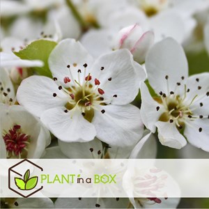 Arbre fruitier à piliers - 4