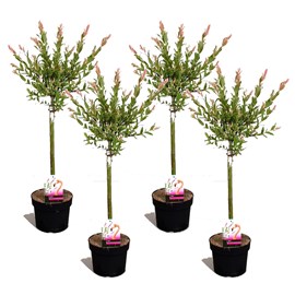 Salix flamingo sur tige m - 4