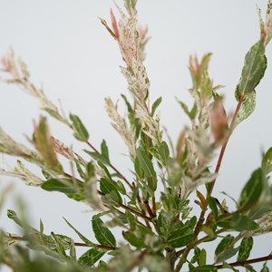 Salix flamingo sur tige m - 4