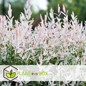 Salix flamingo sur tige m - 4