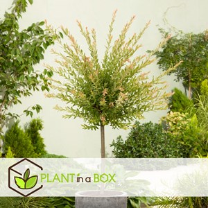 Salix flamingo sur tige m - 4