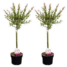 Salix flamingo sur tige m - 2