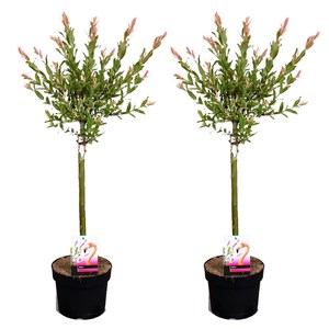 Salix flamingo sur tige m - 2