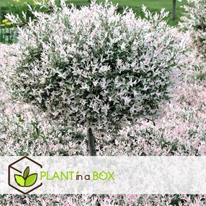 Salix flamingo sur tige m - 2
