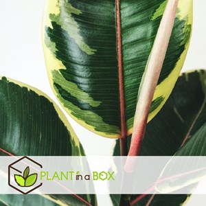 Ficus elastica tineke