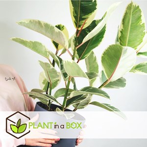 Ficus elastica tineke