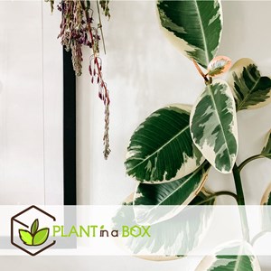 Ficus elastica tineke