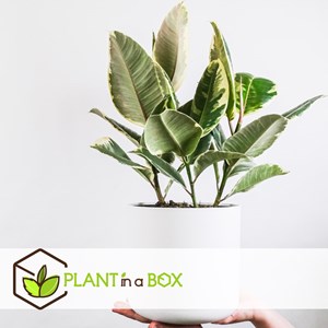 Ficus elastica tineke