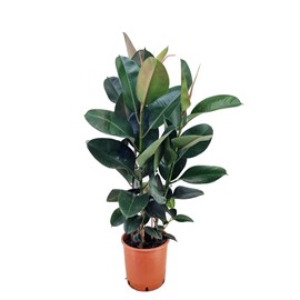 Ficus elastica robusta