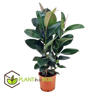 Ficus elastica robusta