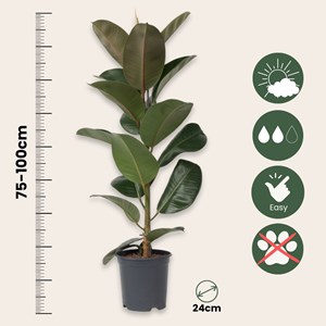 Ficus elastica robusta