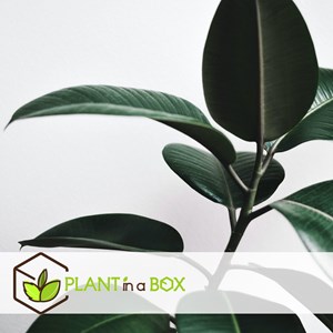 Ficus elastica robusta