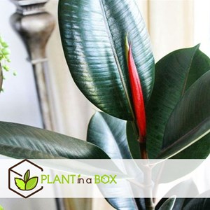 Ficus elastica robusta