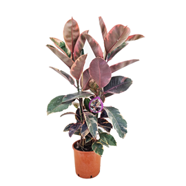 Ficus elastica belize