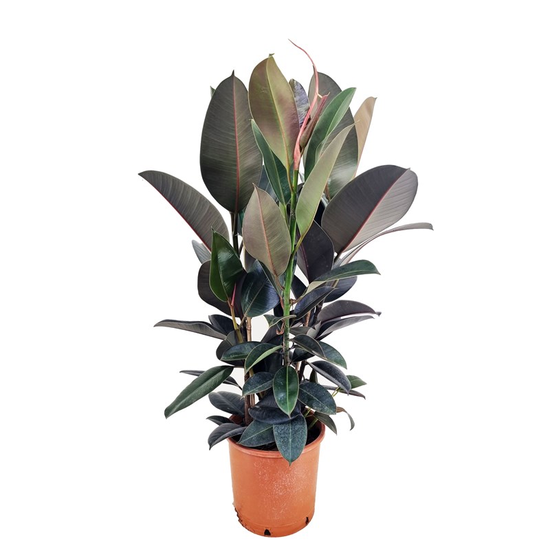 Ficus elastica abidjan