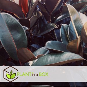 Ficus elastica abidjan