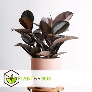 Ficus elastica abidjan