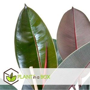 Ficus elastica abidjan