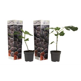 Ficus carica figuier - 2