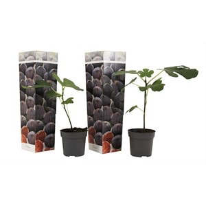 Ficus carica 'figuier' - lot de 2