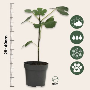 Ficus carica figuier - 2