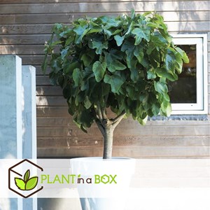 Ficus carica figuier - 2