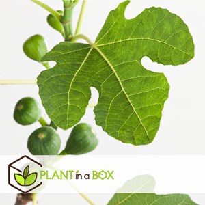 Ficus carica figuier - 2