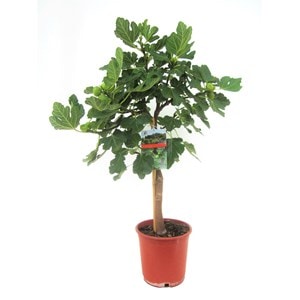 Figuier xl 'ficus carica' sur tige