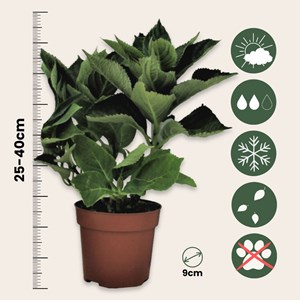 Hydrangea macrophylla blanc - 3