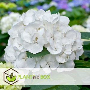 Hydrangea macrophylla blanc - 3